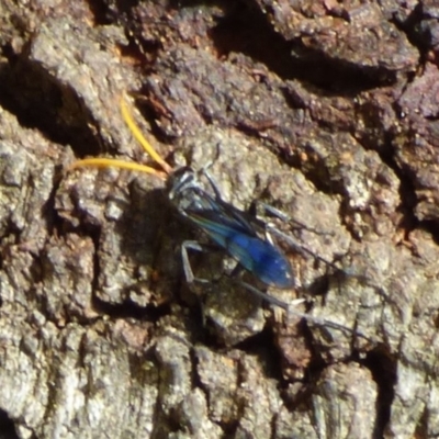 Pompilidae (family) at West Hobart, TAS - 2 Dec 2023 by VanessaC