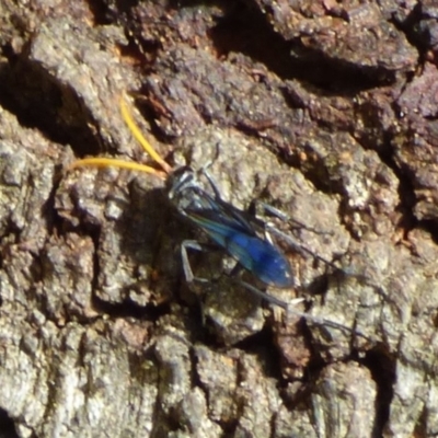 Unidentified Spider wasp (Pompilidae) at West Hobart, TAS - 2 Dec 2023 by VanessaC