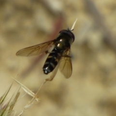 Syrphidae (family) at West Hobart, TAS - 17 Dec 2023 by VanessaC