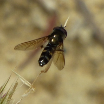 Syrphidae (family) at West Hobart, TAS - 17 Dec 2023 by VanessaC