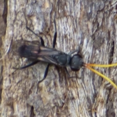 Apocrita (suborder) at West Hobart, TAS - 24 Dec 2023 by VanessaC