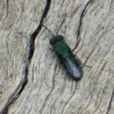 Unidentified Other wasp at West Hobart, TAS - 24 Dec 2023 by VanessaC