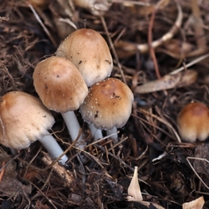 Coprinellus truncorum at Macquarie, ACT - 22 Feb 2024