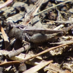 Austroicetes sp. (genus) (A grasshopper) at West Hobart, TAS - 14 Jan 2024 by VanessaC