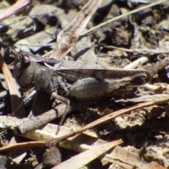 Unidentified Grasshopper, Cricket or Katydid (Orthoptera) at suppressed - 14 Jan 2024 by VanessaC