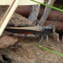 Unidentified Grasshopper (several families) at West Hobart, TAS - 24 Nov 2023 by VanessaC