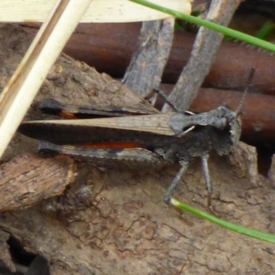 Cryptobothrus chrysophorus at West Hobart, TAS - 24 Nov 2023 by VanessaC