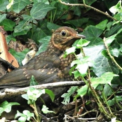 Turdus merula (Eurasian Blackbird) at Goulburn, NSW - 23 Mar 2024 by Milly