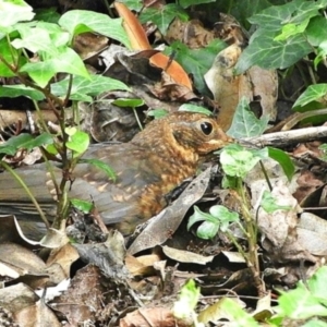 Turdus merula at Goulburn, NSW - 23 Mar 2024 01:36 PM