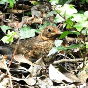 Turdus merula at Goulburn, NSW - 23 Mar 2024 01:36 PM