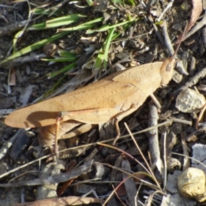 Goniaea australasiae at West Hobart, TAS - 8 Feb 2024