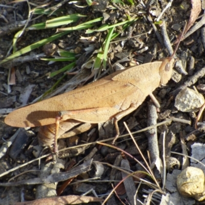 Goniaea sp. (genus) at West Hobart, TAS - 8 Feb 2024 by VanessaC