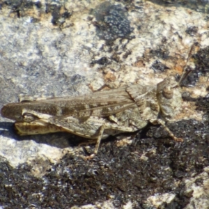 Gastrimargus musicus at West Hobart, TAS - 9 Feb 2024