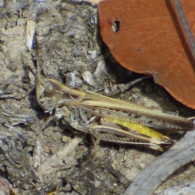 Austroicetes sp. (genus) (A grasshopper) at West Hobart, TAS - 9 Feb 2024 by VanessaC