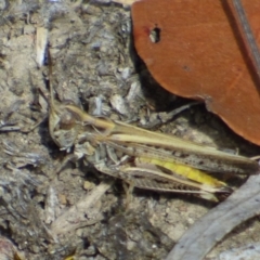 Unidentified Grasshopper, Cricket or Katydid (Orthoptera) at West Hobart, TAS - 9 Feb 2024 by VanessaC