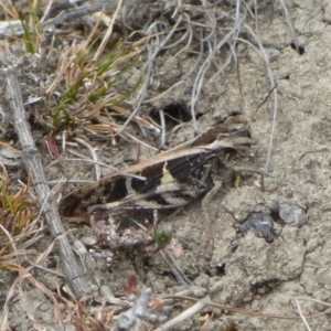 Gastrimargus musicus at West Hobart, TAS - 21 Feb 2024