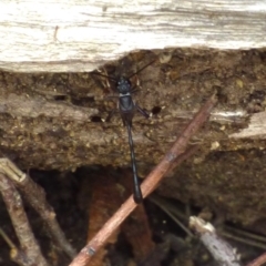 Unidentified Insect at West Hobart, TAS - 4 Dec 2023 by VanessaC