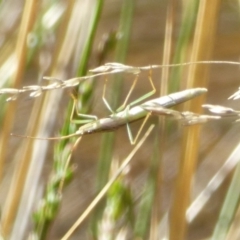 Unidentified Insect at West Hobart, TAS - 12 Dec 2023 by VanessaC