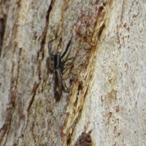 Salticidae (family) at West Hobart, TAS - 28 Jan 2024 03:32 PM