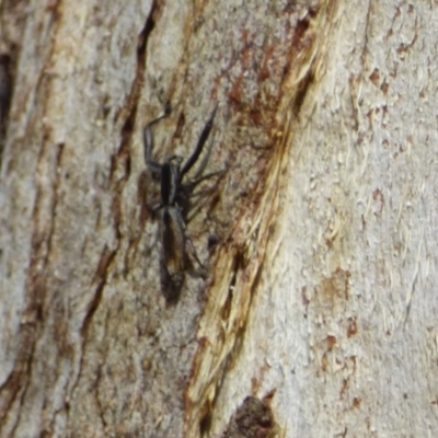 Unidentified Insect at West Hobart, TAS - 28 Jan 2024 by VanessaC