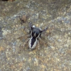 Unidentified Jumping or peacock spider (Salticidae) at West Hobart, TAS - 28 Nov 2023 by VanessaC