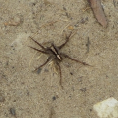 Unverified Wolf spider (Lycosidae) at West Hobart, TAS - 5 Dec 2023 by VanessaC