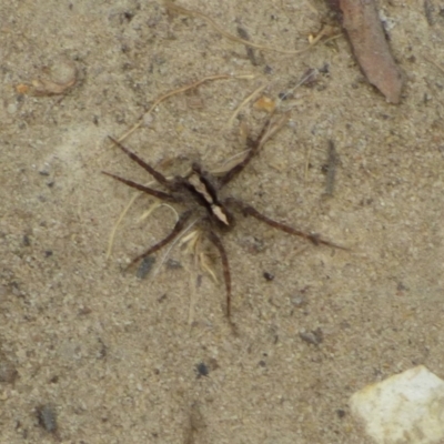 Unidentified Spider (Araneae) at West Hobart, TAS - 5 Dec 2023 by VanessaC