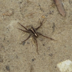 Unidentified Spider (Araneae) at suppressed - 5 Dec 2023 by VanessaC