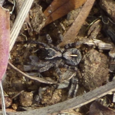 Unidentified Spider (Araneae) at suppressed - 15 Dec 2023 by VanessaC