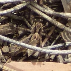 Unverified Wolf spider (Lycosidae) at West Hobart, TAS - 15 Dec 2023 by VanessaC