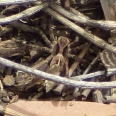 Unidentified Spider (Araneae) at West Hobart, TAS - 15 Dec 2023 by VanessaC