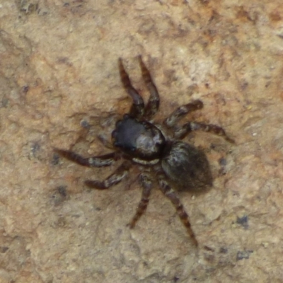 Unverified Spider at West Hobart, TAS - 20 Dec 2023 by VanessaC