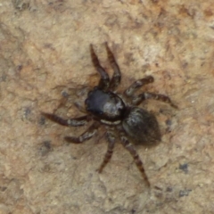 Unidentified Spider (Araneae) at suppressed - 20 Dec 2023 by VanessaC