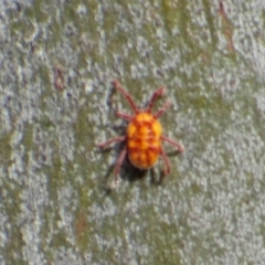 Erythraeidae (family) (Erythraeid mite) at West Hobart, TAS - 21 Dec 2023 by VanessaC