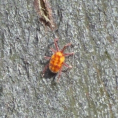 Erythraeidae (family) at West Hobart, TAS - 21 Dec 2023 04:52 PM