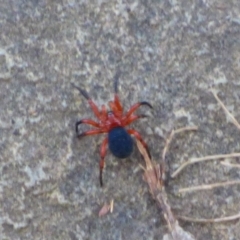 Nicodamidae (family) (Red and Black Spider) at Mount Stuart, TAS - 8 Feb 2024 by VanessaC