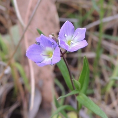 Veronica gracilis (Slender Speedwell) at Mulligans Flat - 4 Nov 2023 by michaelb