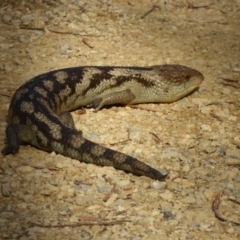 Tiliqua nigrolutea (Blotched Blue-tongue) at West Hobart, TAS - 9 Nov 2023 by VanessaC