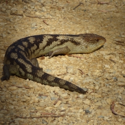 Tiliqua nigrolutea (Blotched Blue-tongue) at West Hobart, TAS - 9 Nov 2023 by VanessaC