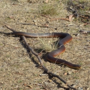 Austrelaps superbus at West Hobart, TAS - 15 Jan 2024