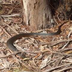 Austrelaps superbus (Lowlands Copperhead) at Mount Stuart, TAS - 17 Feb 2023 by VanessaC