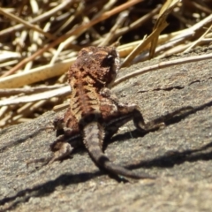 Rankinia diemensis (Mountain Dragon) at Mount Stuart, TAS - 6 Jan 2024 by VanessaC