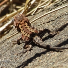 Rankinia diemensis at Mount Stuart, TAS - 6 Jan 2024