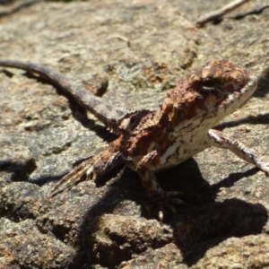 Rankinia diemensis at Mount Stuart, TAS - 6 Jan 2024 09:52 AM