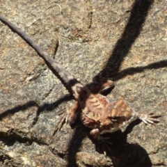 Rankinia diemensis at Mount Stuart, TAS - 6 Jan 2024 09:52 AM