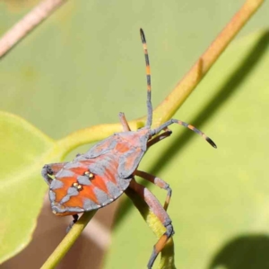 Amorbus sp. (genus) at Bruce Ridge - 21 Mar 2024