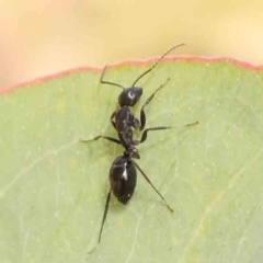 Camponotus sp. (genus) (A sugar ant) at O'Connor, ACT - 22 Mar 2024 by ConBoekel