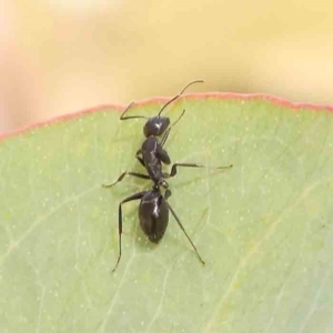 Camponotus sp. (genus) at Bruce Ridge - 22 Mar 2024