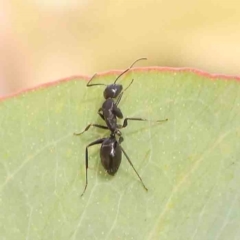 Camponotus sp. (genus) at Bruce Ridge - 22 Mar 2024