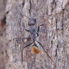 Camponotus suffusus (Golden-tailed sugar ant) at O'Connor, ACT - 21 Mar 2024 by ConBoekel